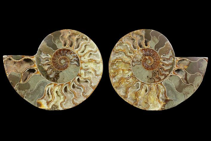 Bargain, Cut & Polished Ammonite Fossil - Madagascar #148060